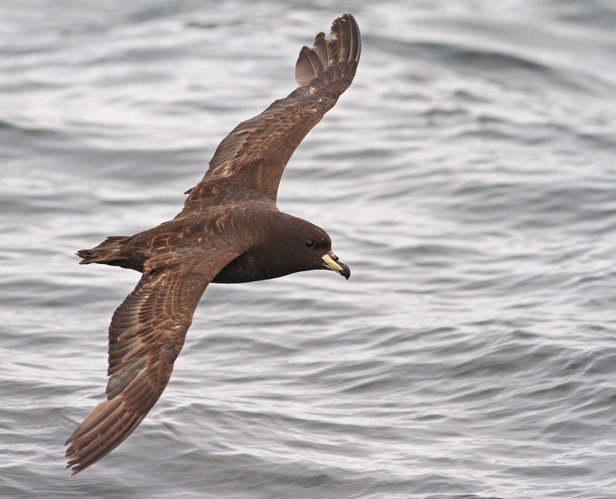 Westland Petrel - ML61071421