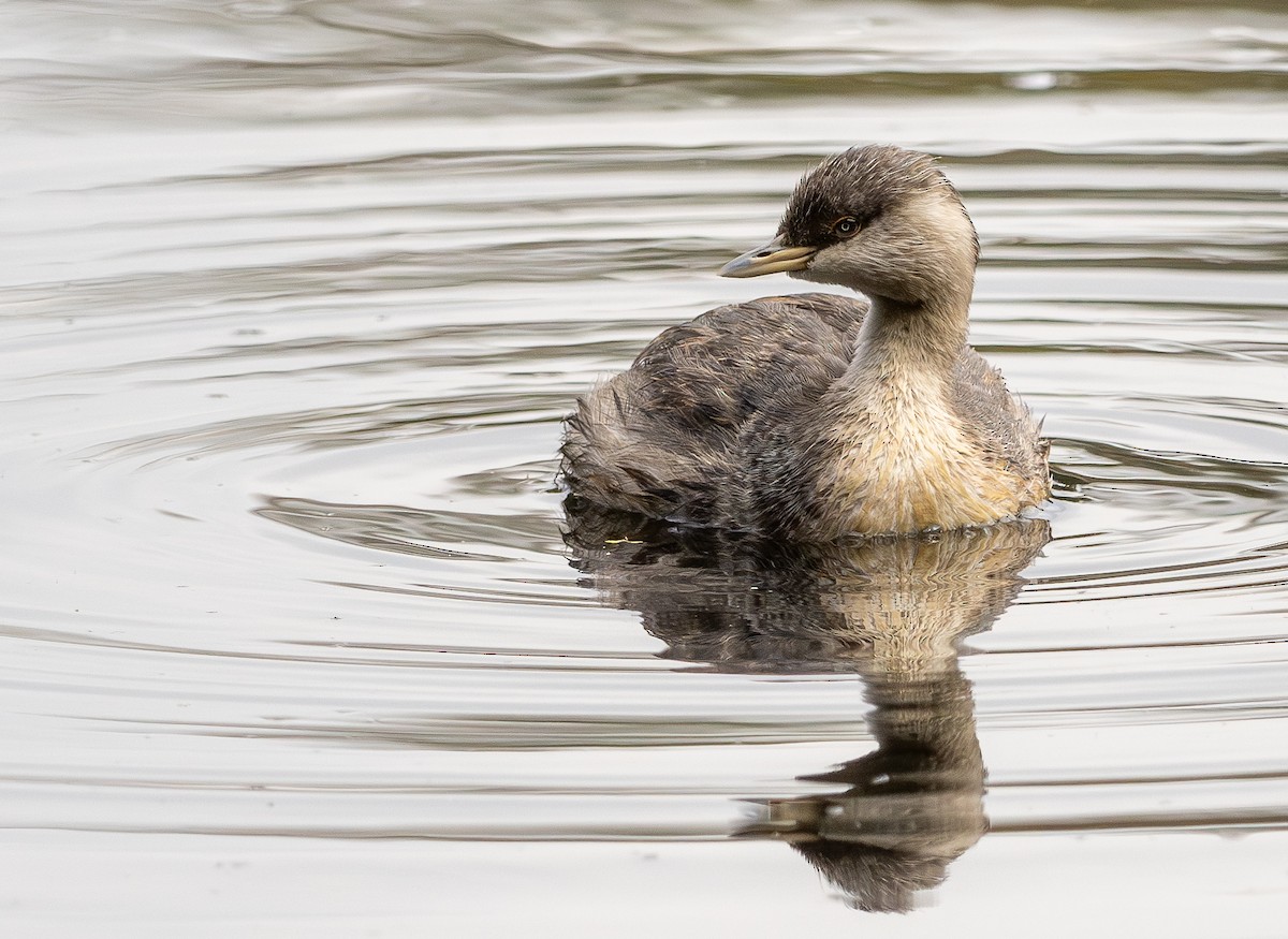 Hoary-headed Grebe - Ralph Stadus