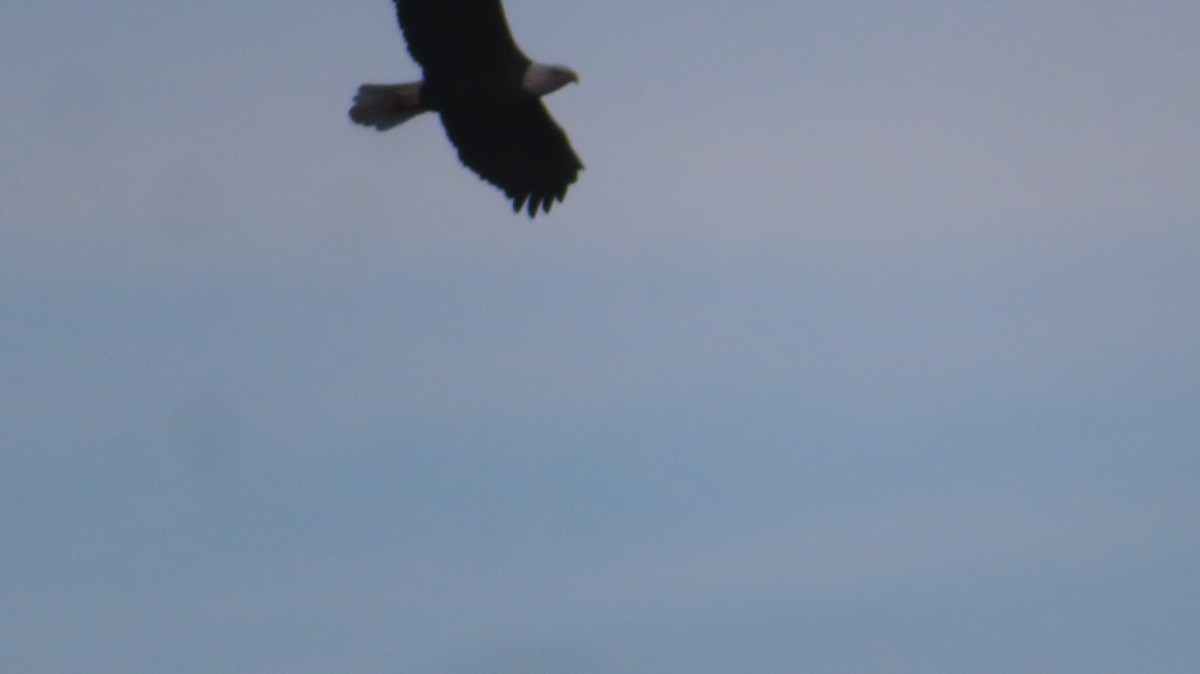 Bald Eagle - ML610714239