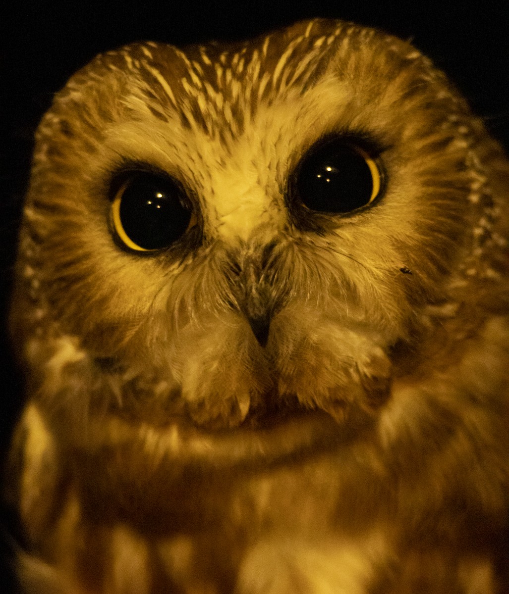 Northern Saw-whet Owl - ML610714298