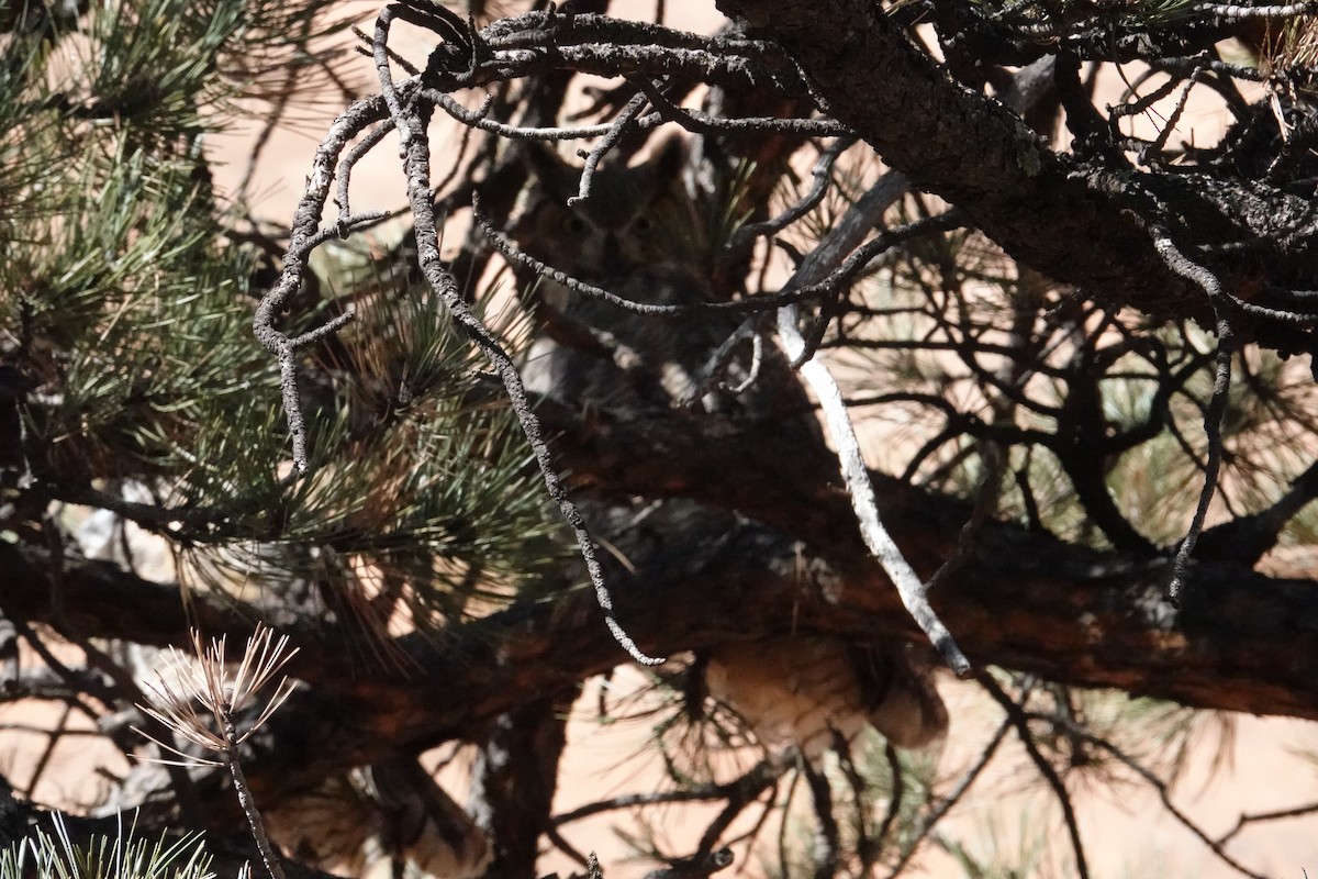 Great Horned Owl - Charlie Paterson