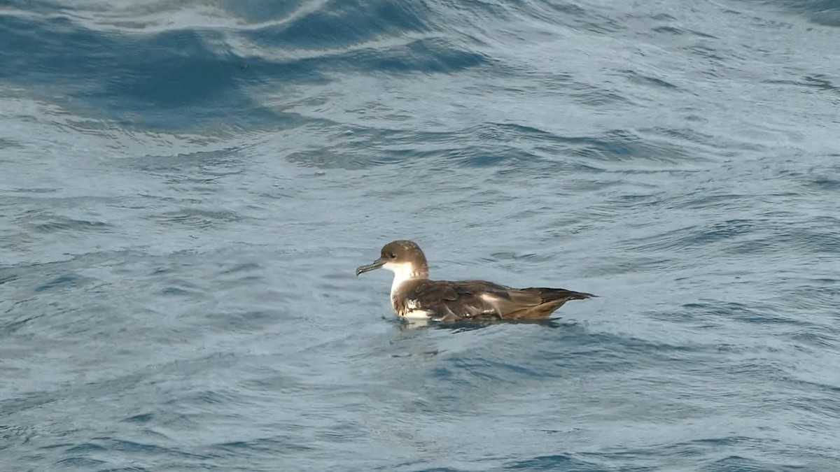 Great Shearwater - ML610714379