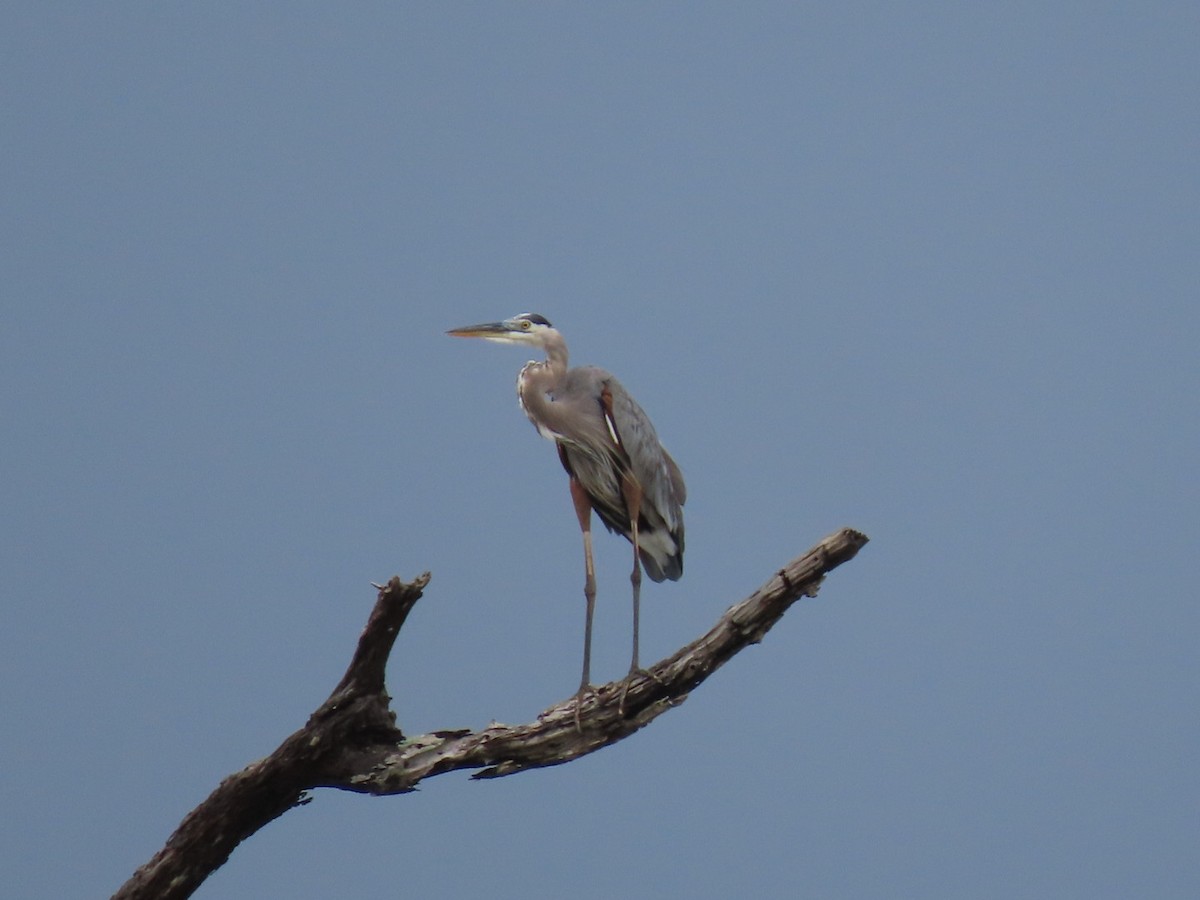 Great Blue Heron - ML610714383