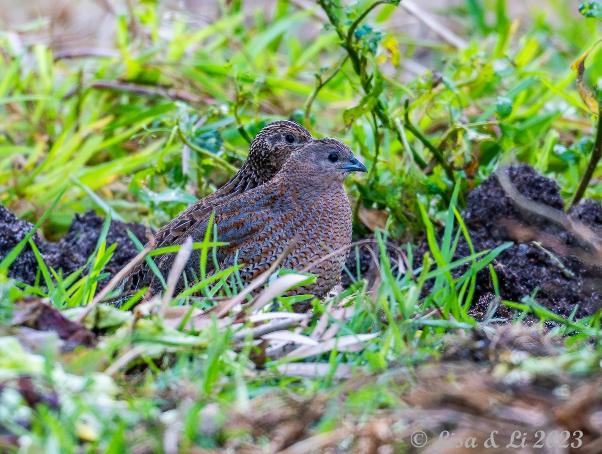 Brown Quail - Lisa & Li Li