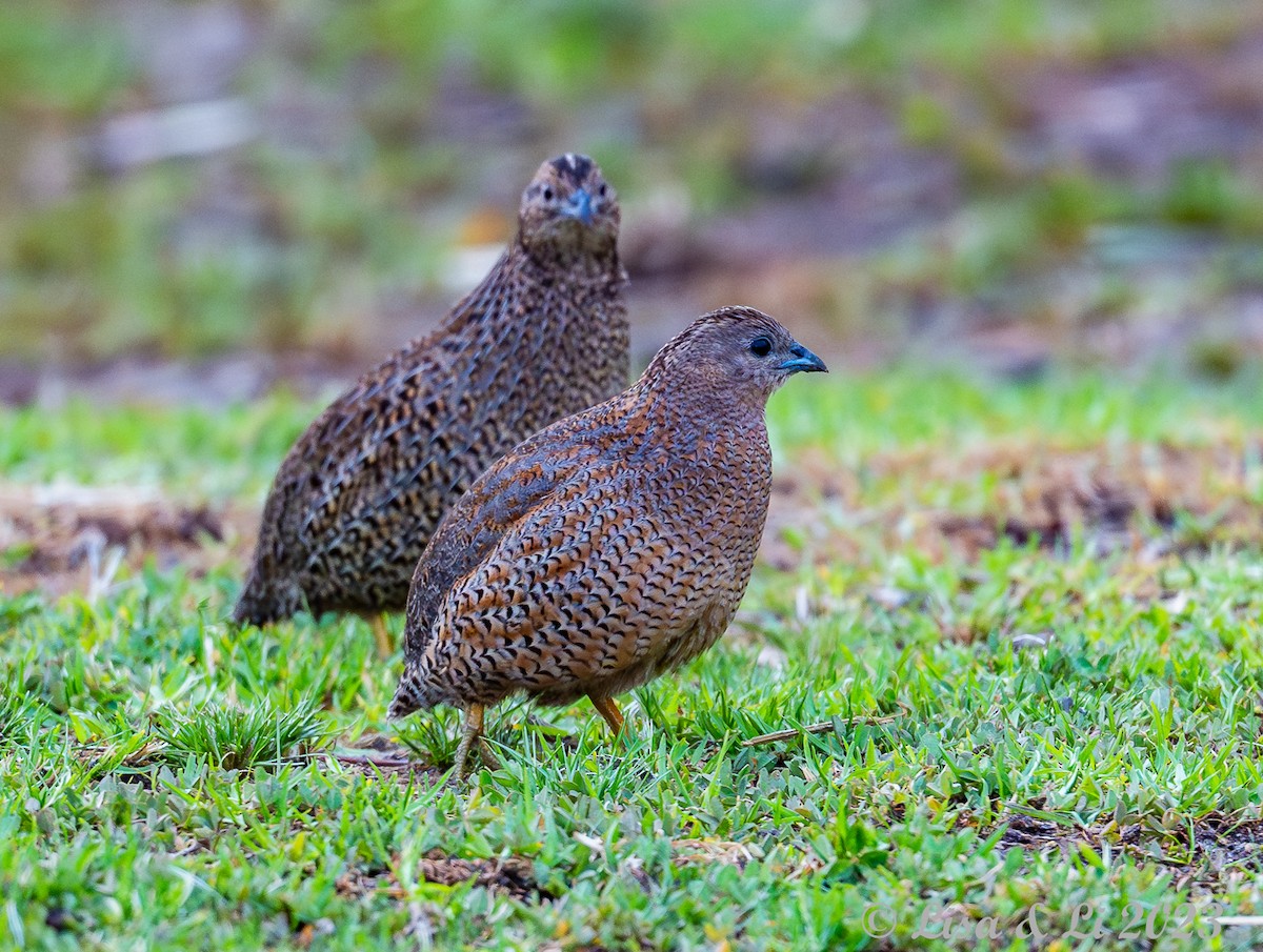 Brown Quail - ML610714405