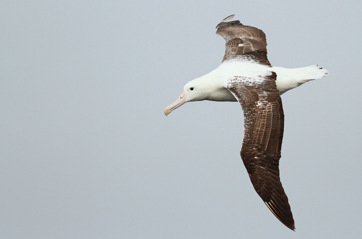 Southern Royal Albatross - ML61071441