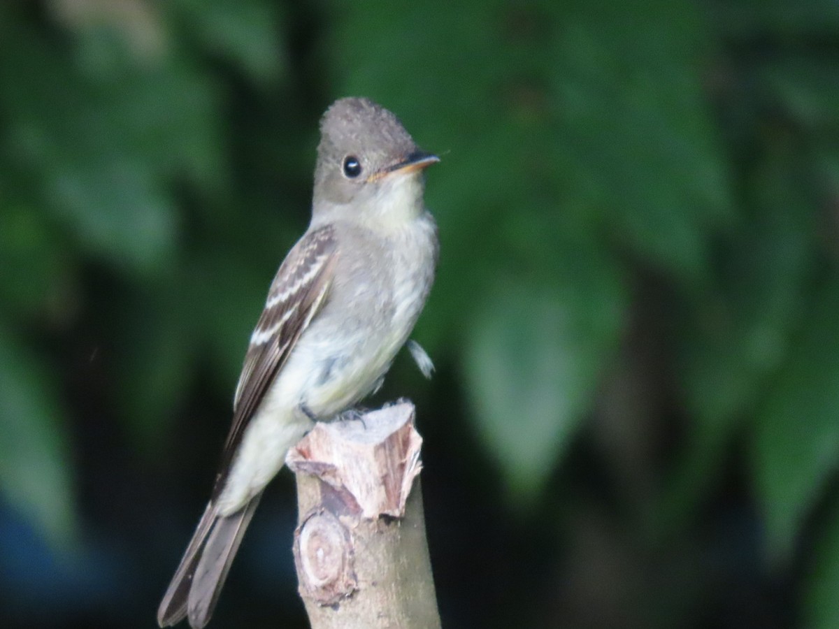 Eastern Wood-Pewee - ML610714487