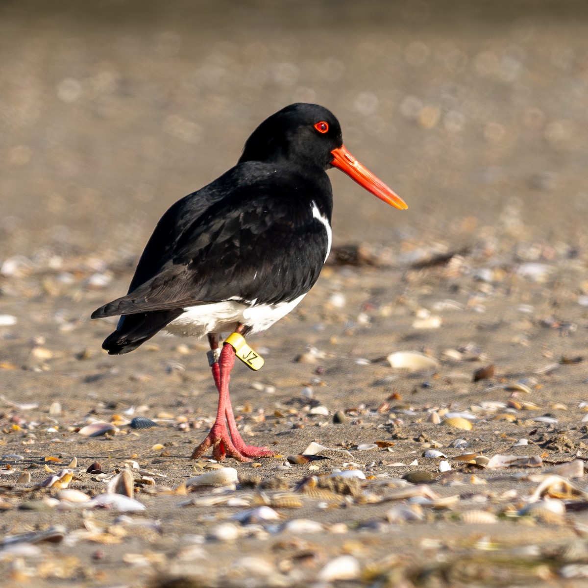 Pied Oystercatcher - Ralph Stadus