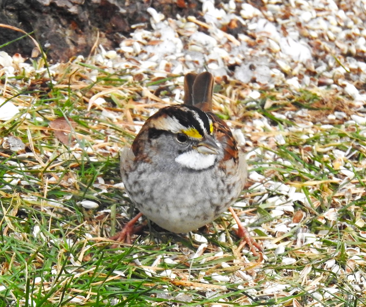 White-throated Sparrow - ML610714613