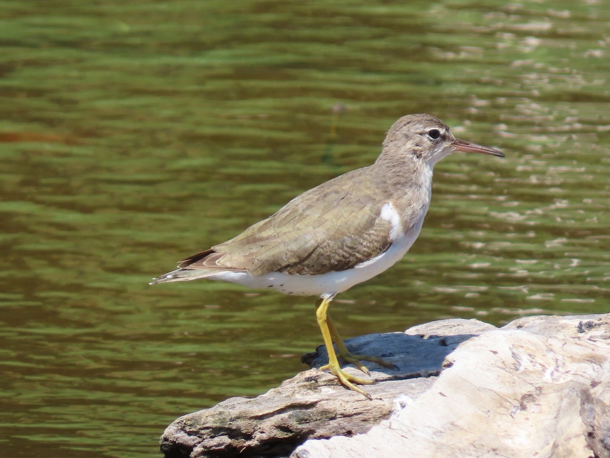 Spotted Sandpiper - ML610714619