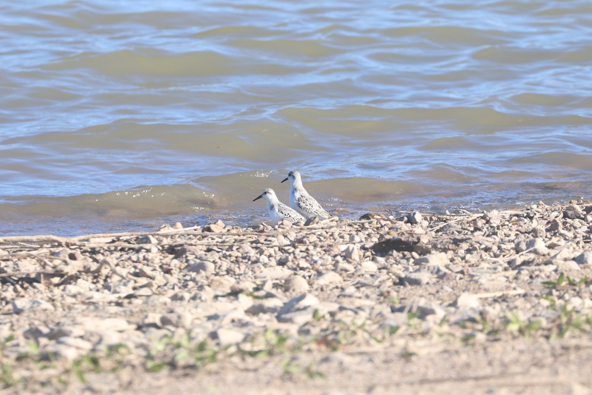 Sanderling - Dave Cleary