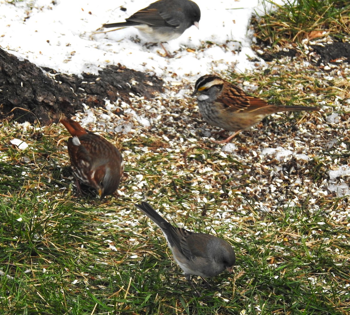 White-throated Sparrow - ML610714635