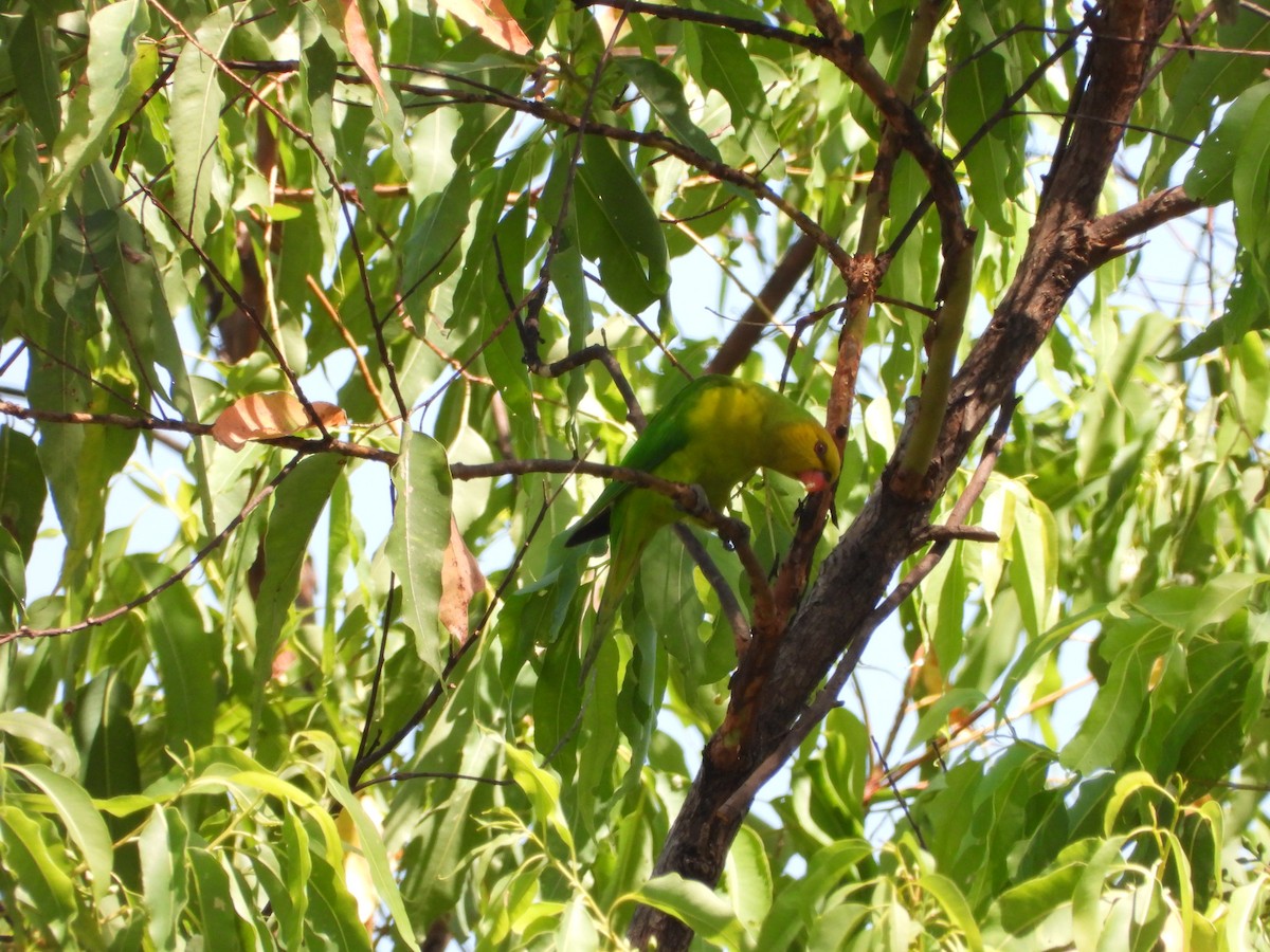 Olive-headed Lorikeet - ML610714636