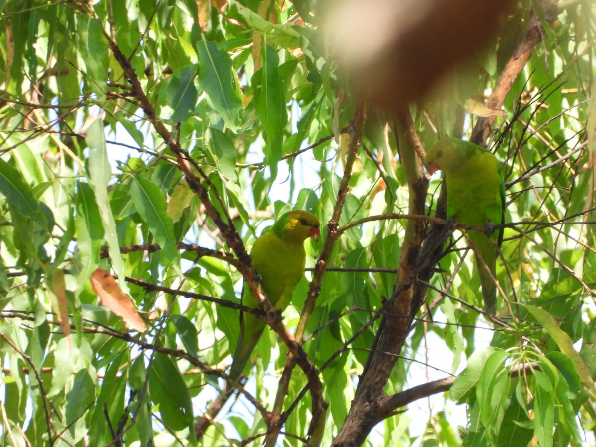 Olive-headed Lorikeet - ML610714637