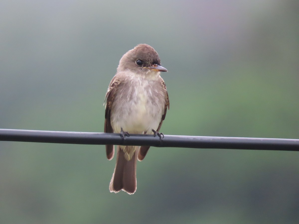 Eastern Wood-Pewee - ML610714666