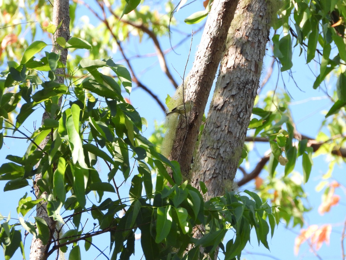 Timor Leaf Warbler (Timor) - Marcie  Jacklin