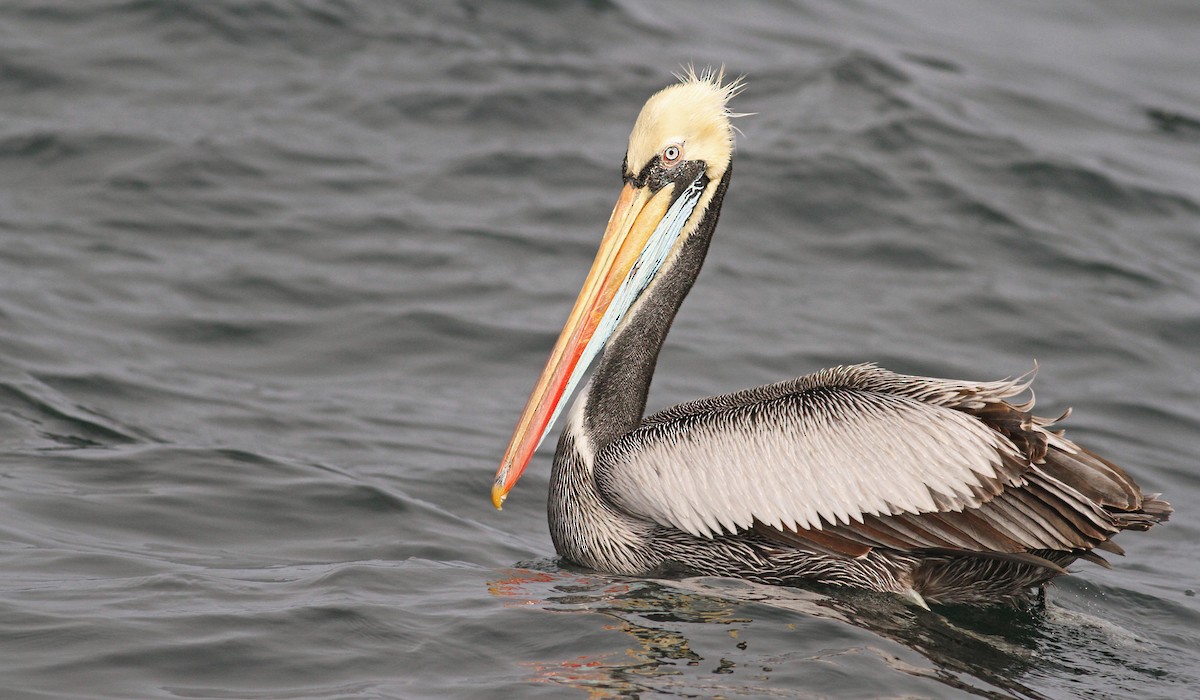 Peruvian Pelican - ML61071471