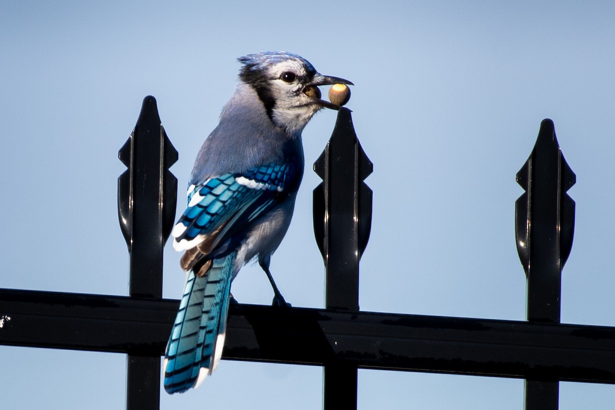 Blue Jay - ML610714765