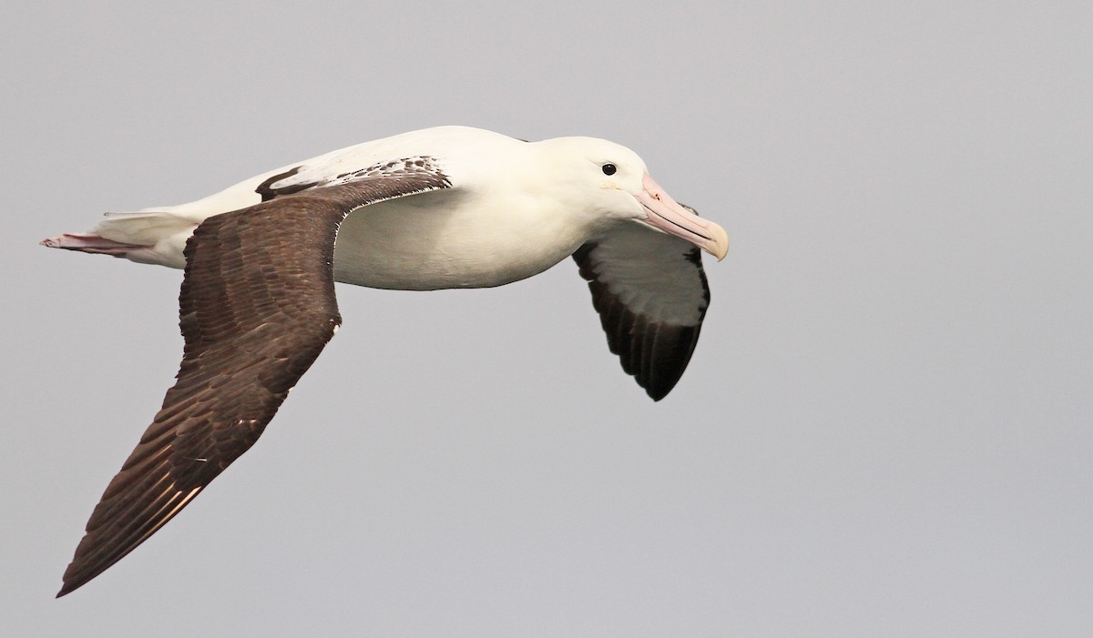 Northern Royal Albatross - ML61071491