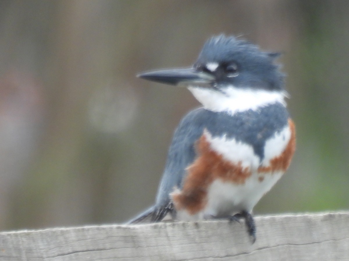 Belted Kingfisher - ML610714921