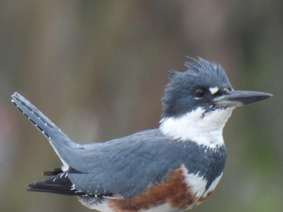Belted Kingfisher - ML610714924