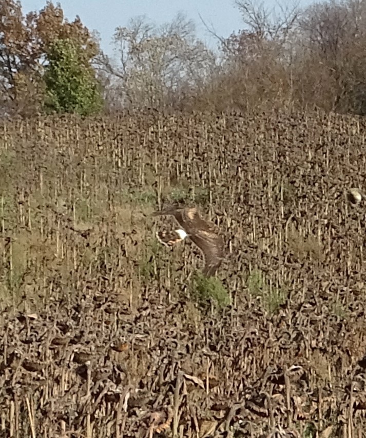 Northern Harrier - ML610714936