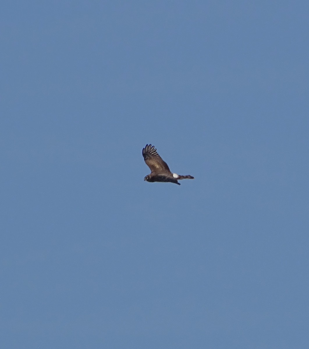 Northern Harrier - ML610714937