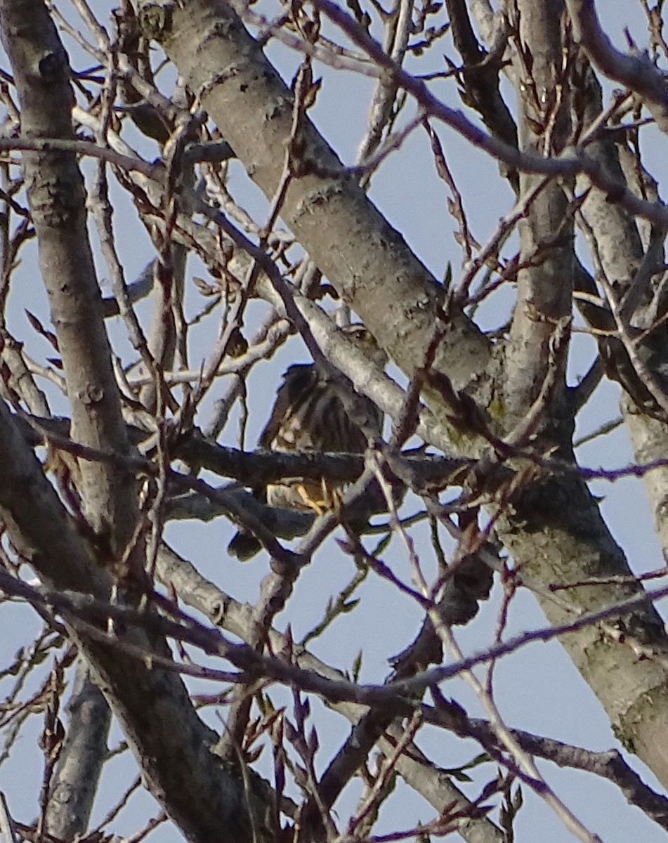 Merlin - ML610714947