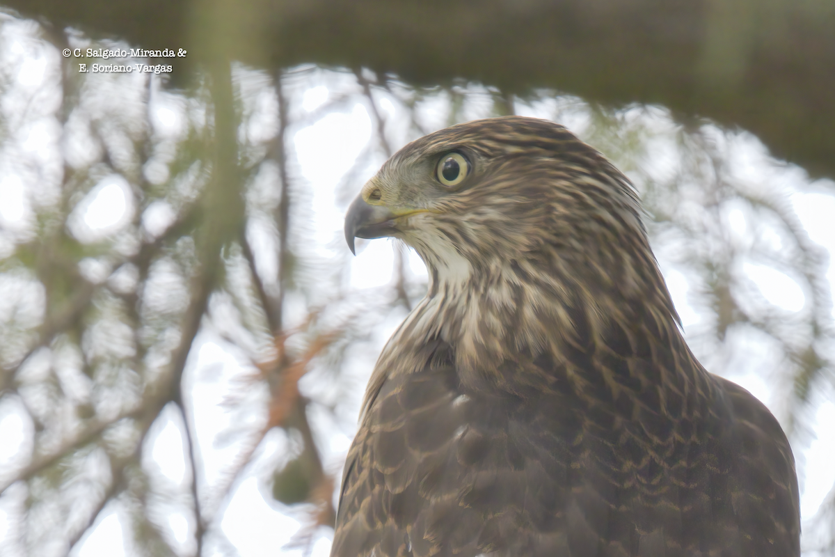 Cooper's Hawk - ML610714950