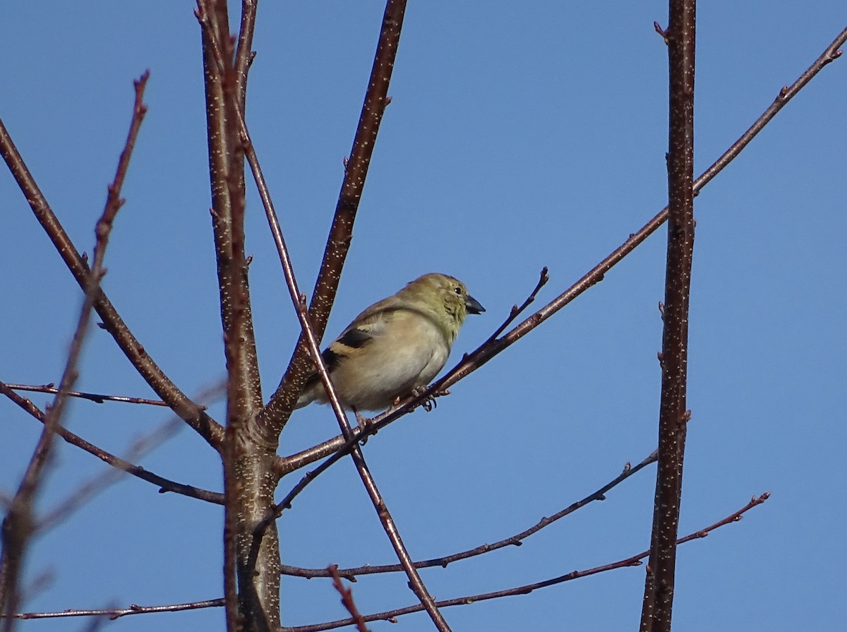 American Goldfinch - ML610714953