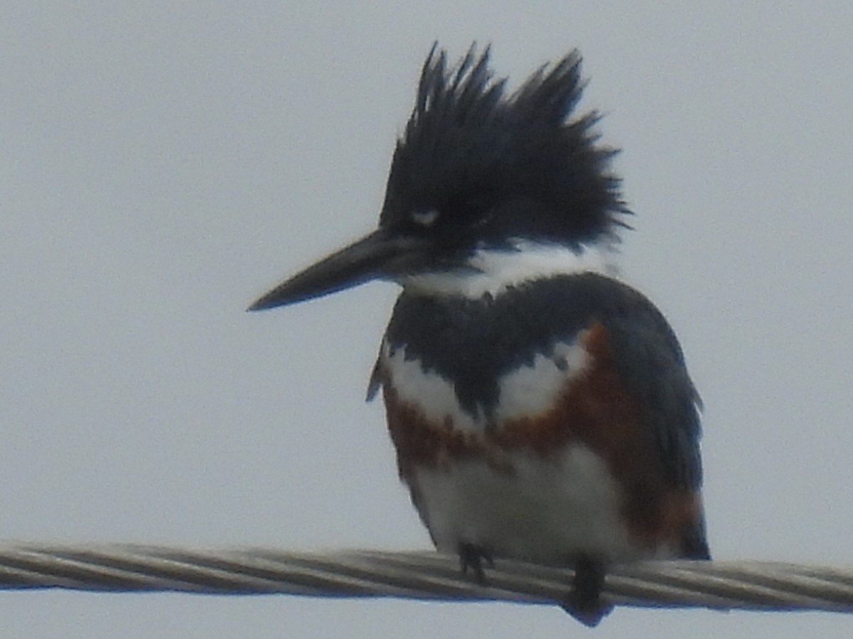 Belted Kingfisher - ML610714966