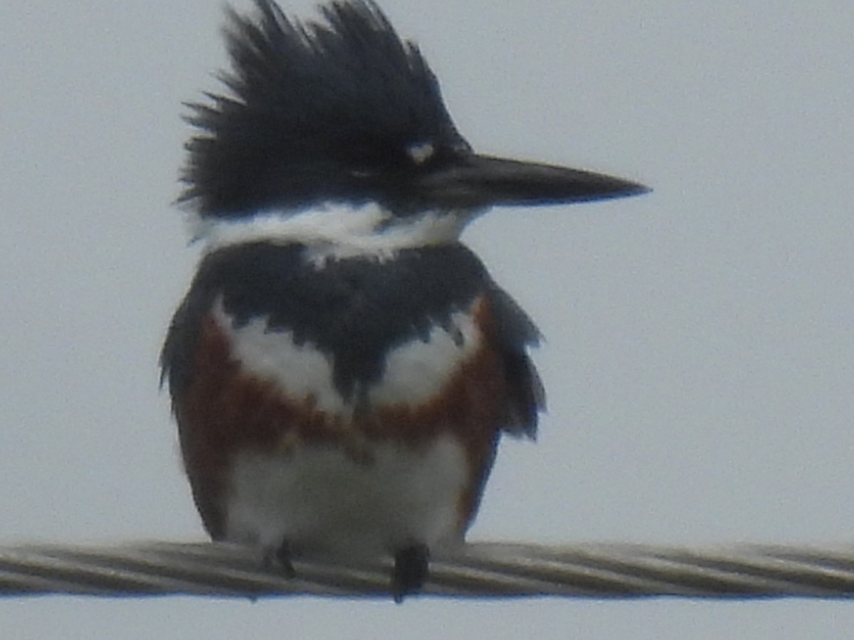 Belted Kingfisher - ML610714971