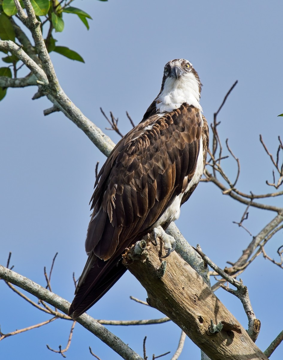 Osprey - ML610715133