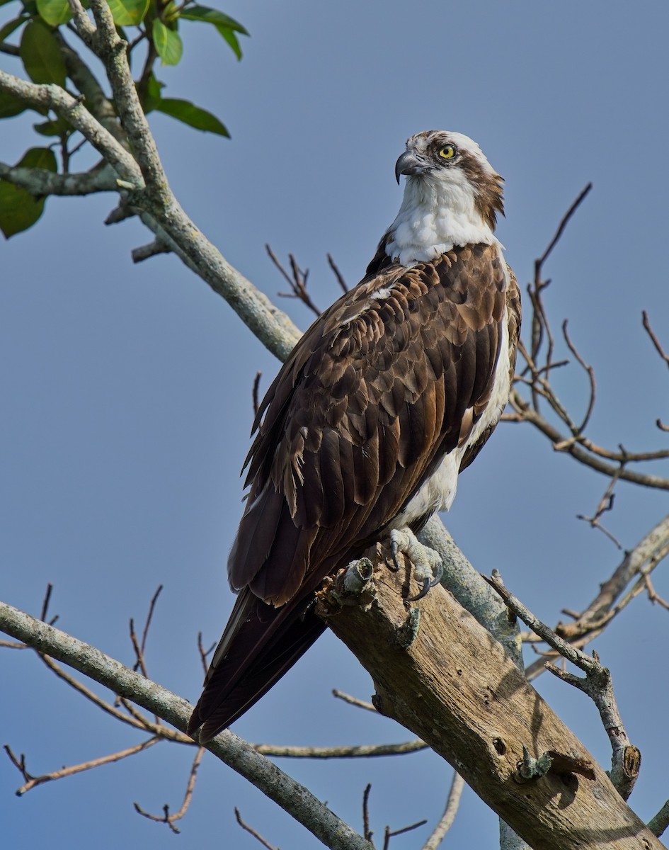 Osprey - ML610715134