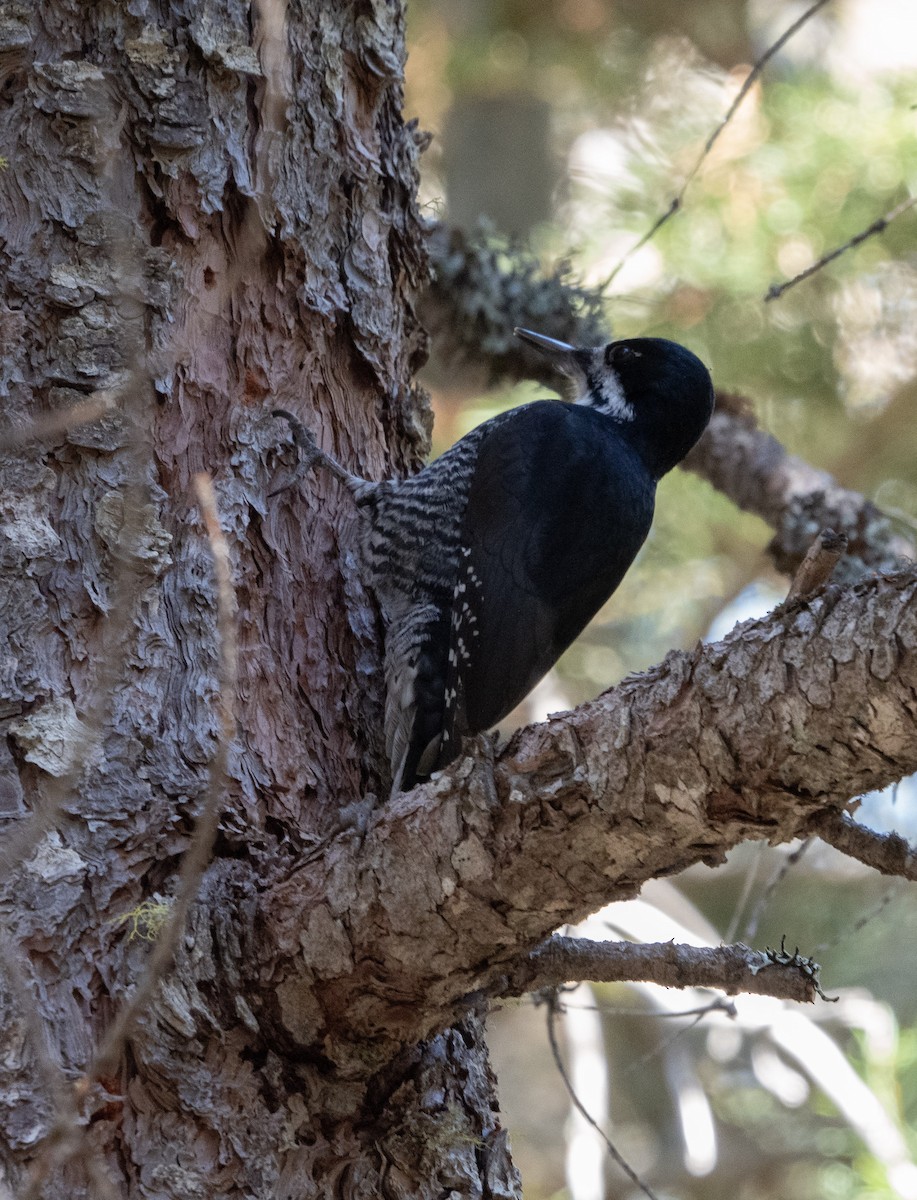 Black-backed Woodpecker - ML610715277