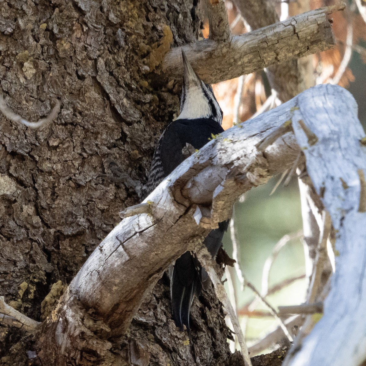 Black-backed Woodpecker - ML610715279