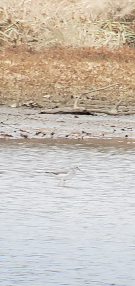 Lesser Yellowlegs - ML610715285