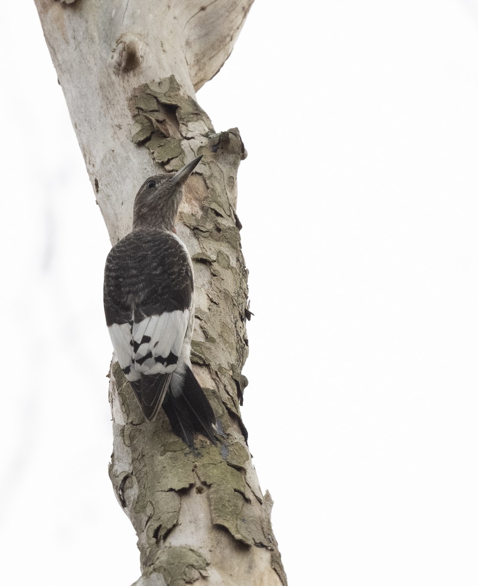 Red-headed Woodpecker - ML610715292