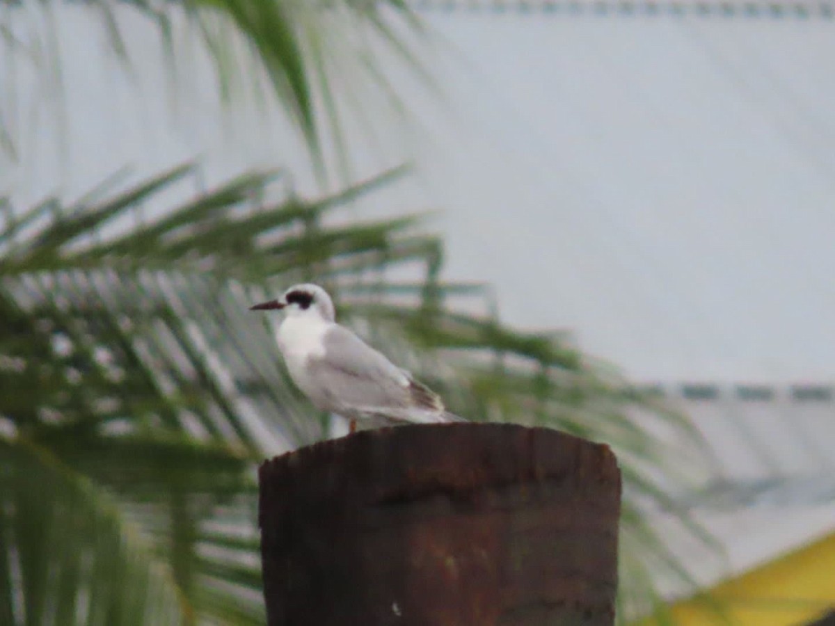 Forster's Tern - ML610715311