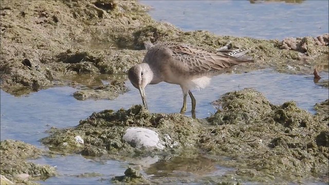 Long-billed Dowitcher - ML610715372