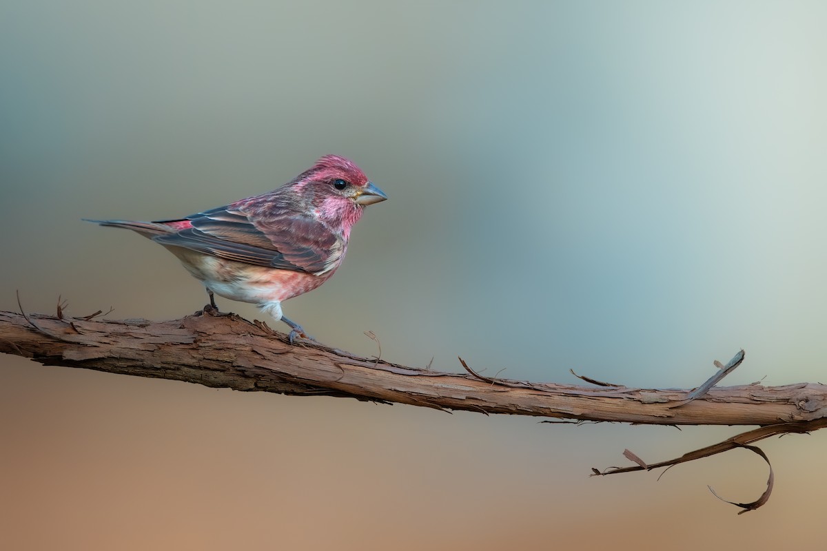 Purple Finch - ML610715380