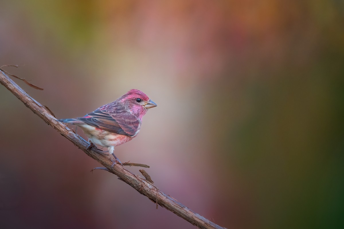 Purple Finch - ML610715381