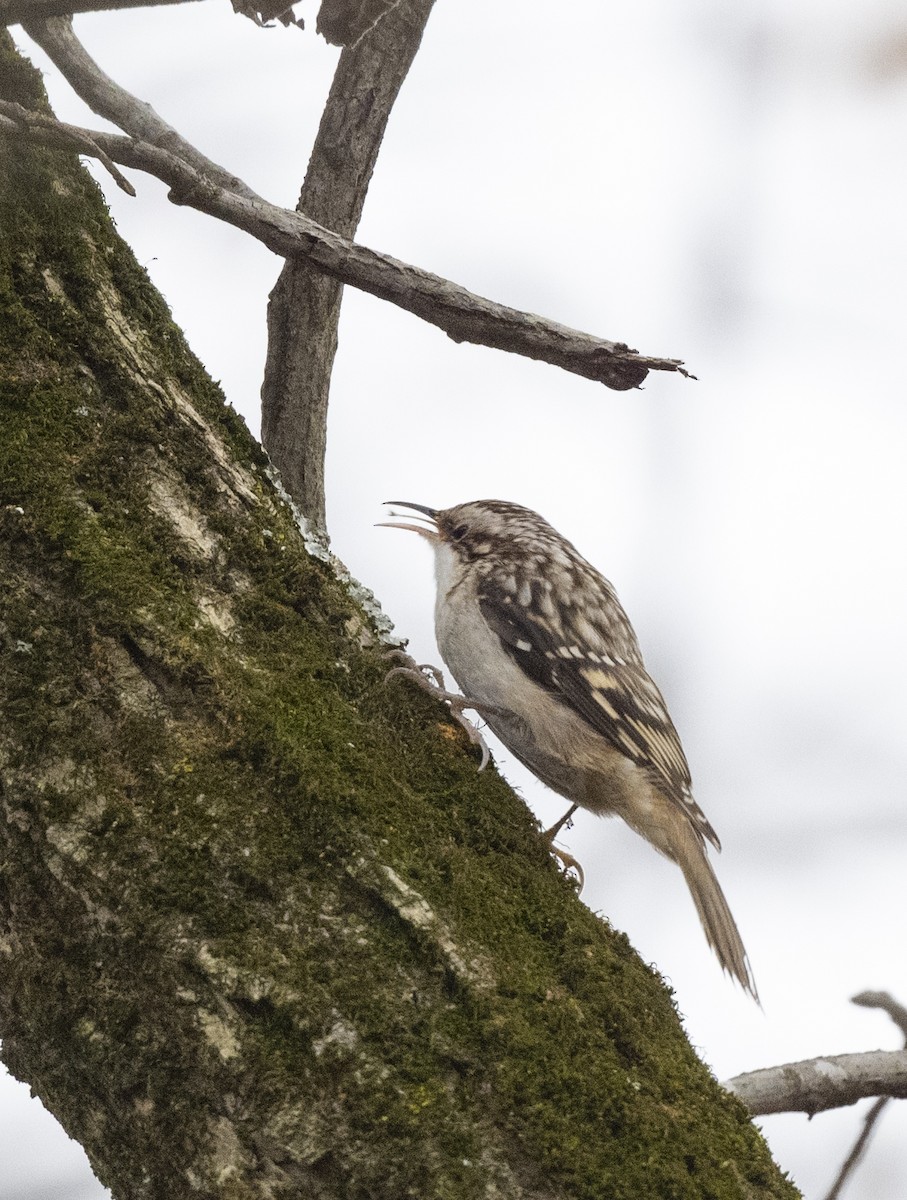 Brown Creeper - ML610715393