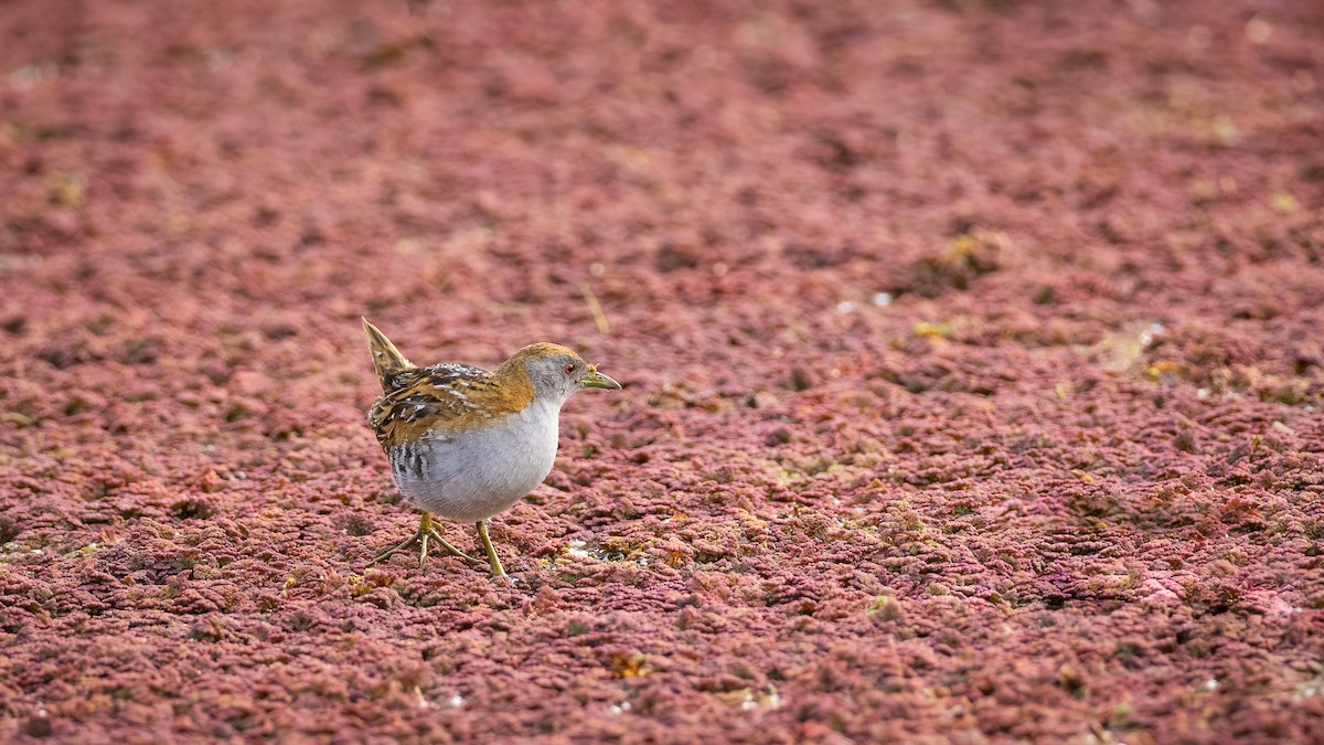 Baillon's Crake - ML610715420