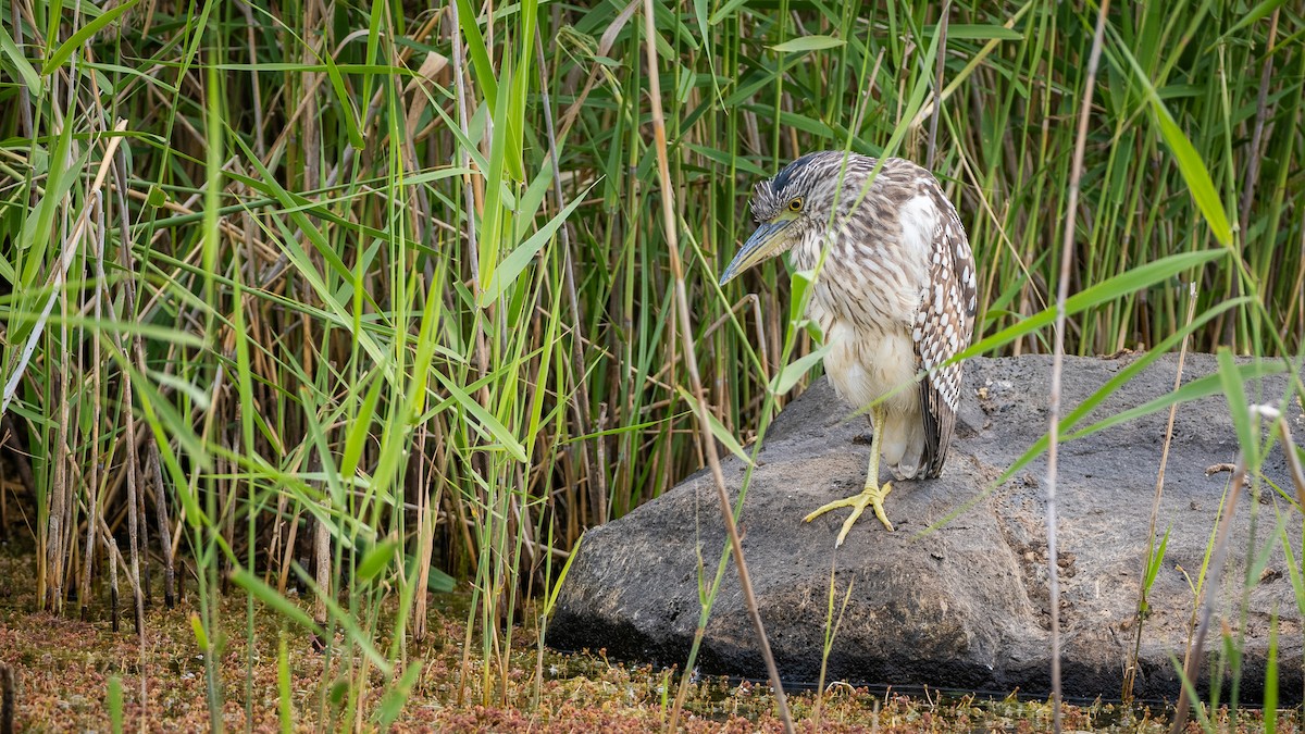 Nankeen Night Heron - Jeremy Daalder