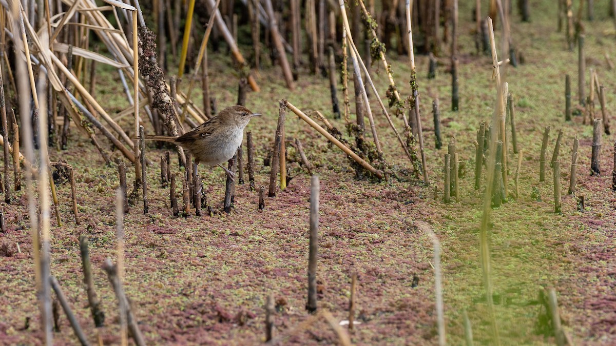 Little Grassbird - Jeremy Daalder