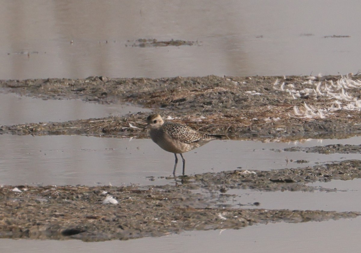 American Golden-Plover - ML610715471