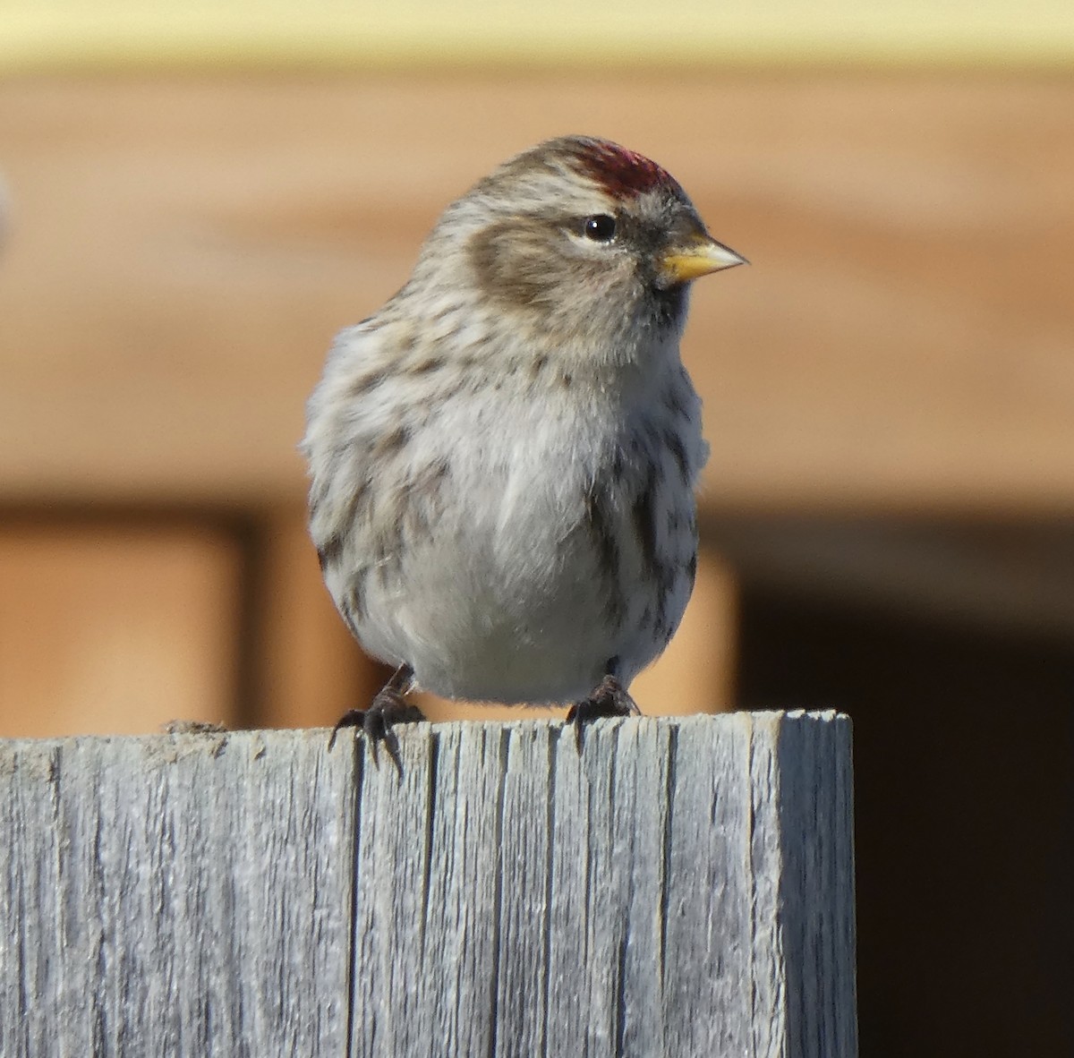 Common Redpoll - ML610715476