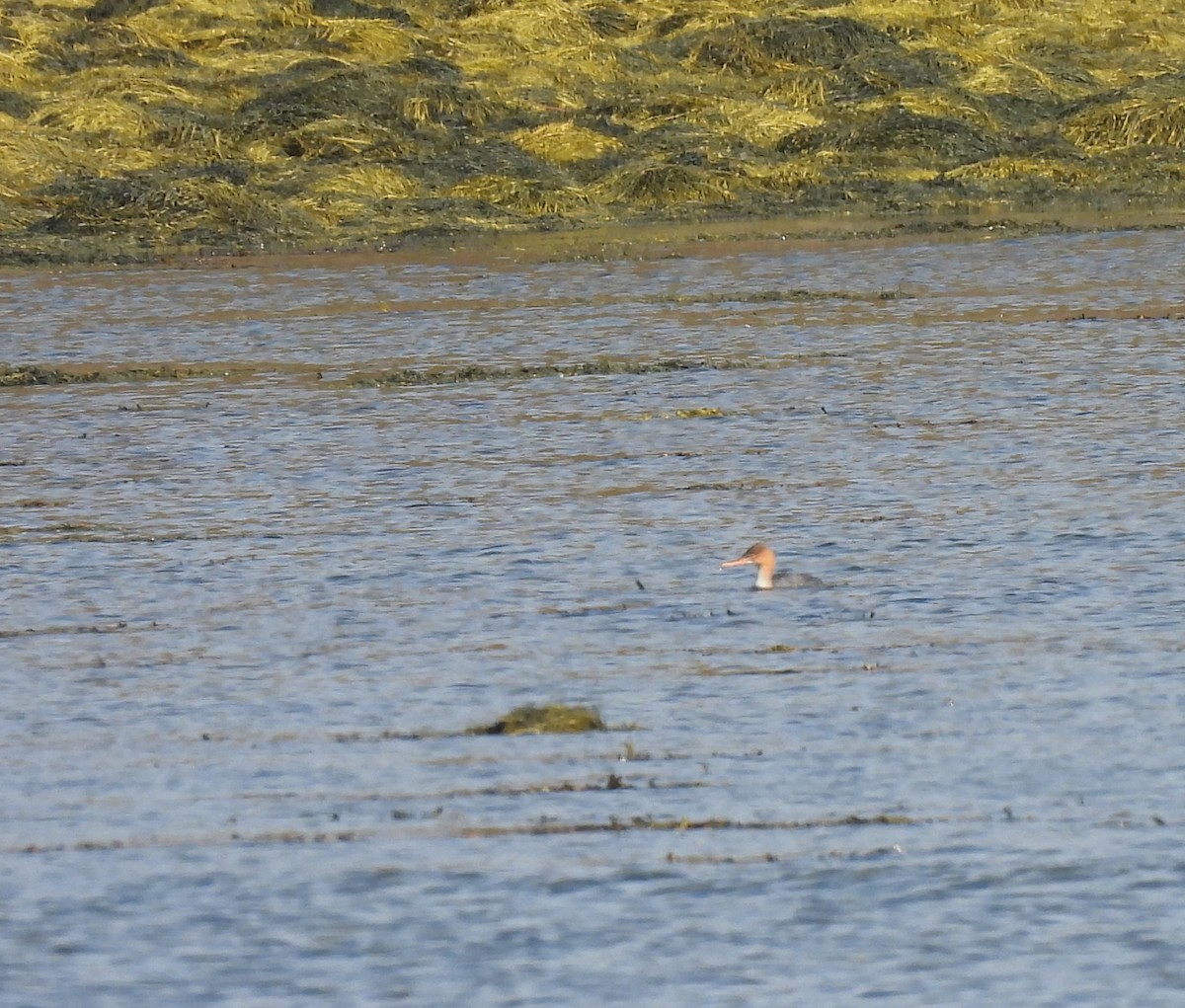 Red-breasted Merganser - ML610715483