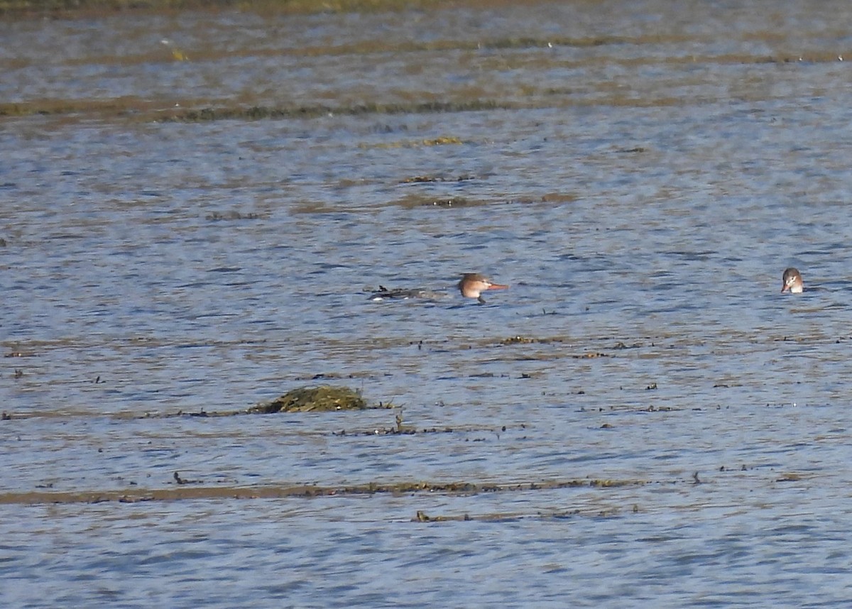 Red-breasted Merganser - ML610715484